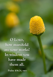 Church Newsletter Bulletin Cover with yellow flower, green background and includes a caption of O Lord how manifold are your works