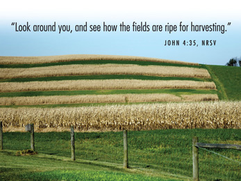 Church Newsletter Powerpoint photo of vineyard with John 4:35 scripture reference caption the fields are ripe for harvesting